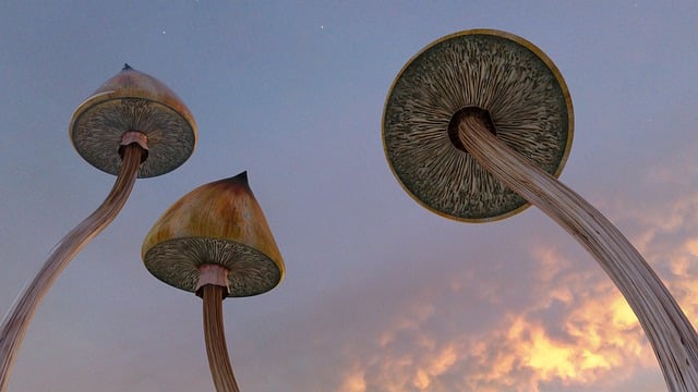Cogumelos, Psicodélico, Psilocybe