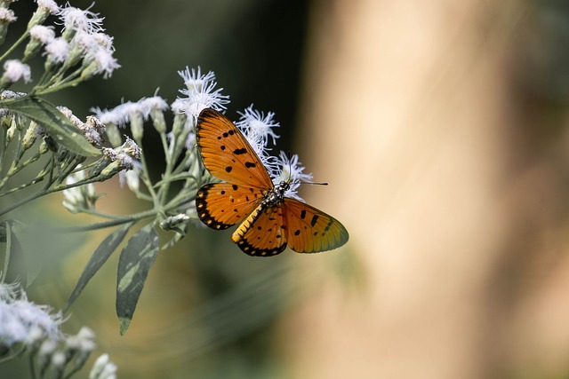 Schmetterling, Natur, Schöne Blumen