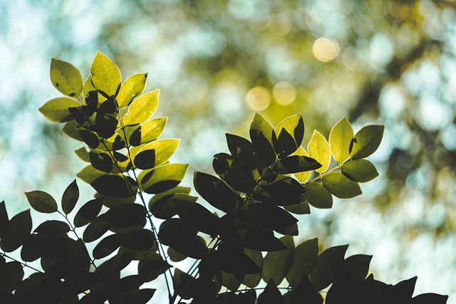 Pflanze, Blatt, Natur, Sonnenlicht, Grün