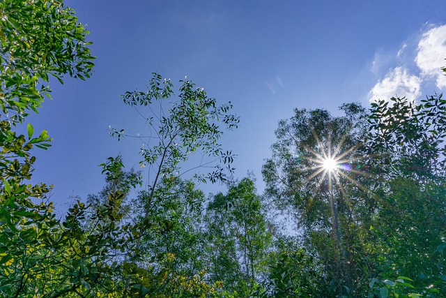 Bäume, Pflanze, Wald, Natur, Feder