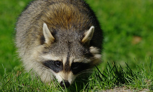 Free Raccoon Wild Animal photo and picture