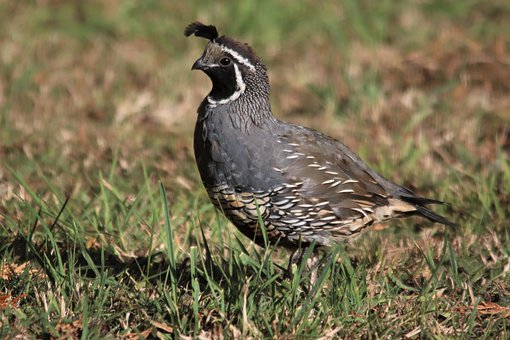 California Quail, Male, Crest, Bird