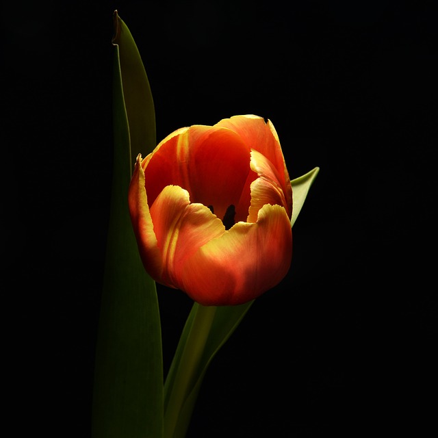 Free Flower Spring photo and picture