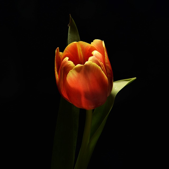 Free Flower Spring photo and picture