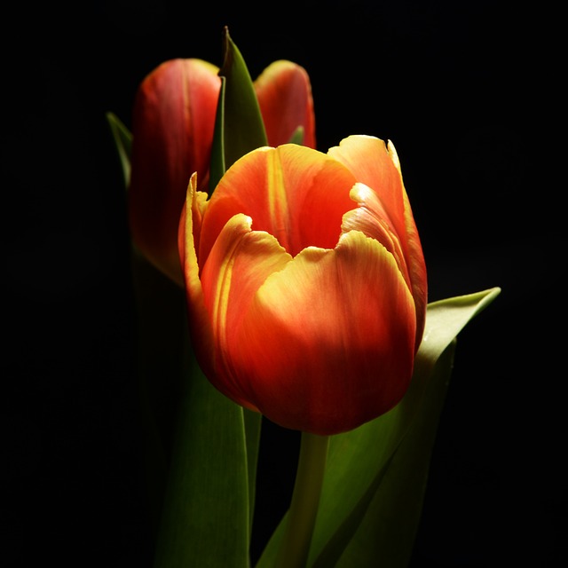 Free Flower Spring photo and picture