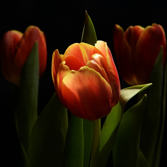 Free Flower Spring photo and picture
