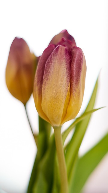 Free Flowers Tulips photo and picture