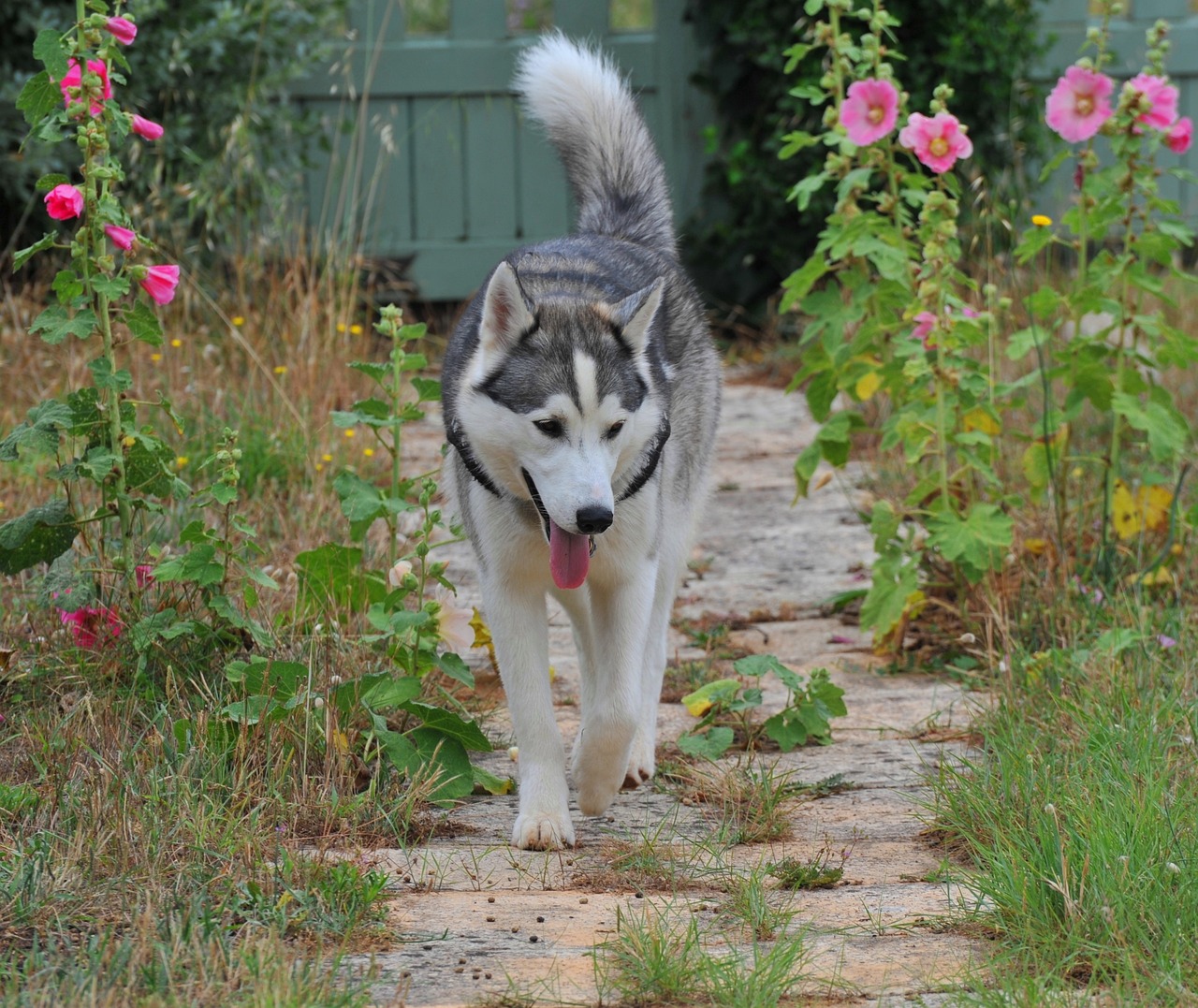 Rauque Rauque Chien La Nature Animaux De - Photo gratuite sur Pixabay - Pixabay