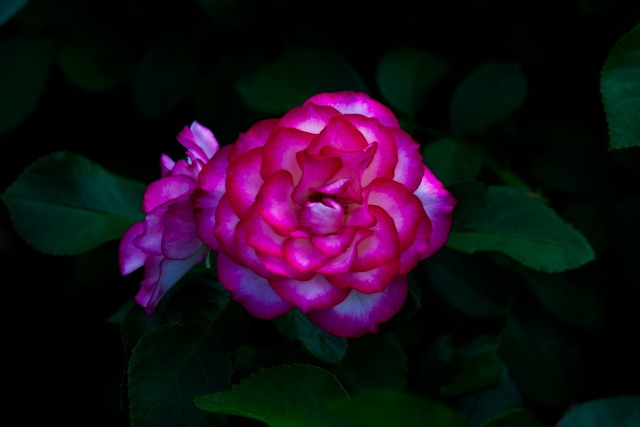 Free Rose Flower Background photo and picture