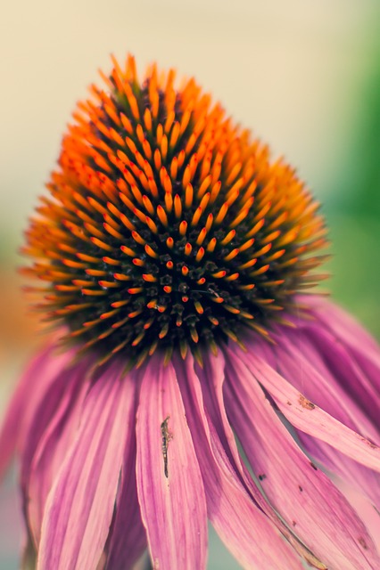 Blomst, Blomst Baggrund