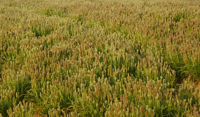 Free Isabgol Crop photo and picture
