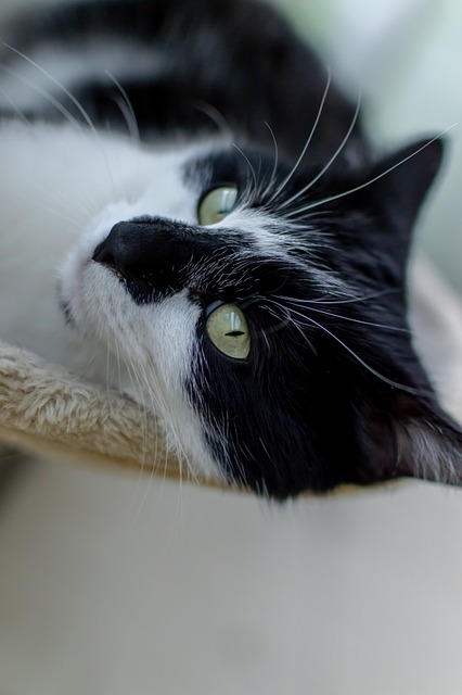 Katte, Dyr, Dyr Skud, Natur, Væsen