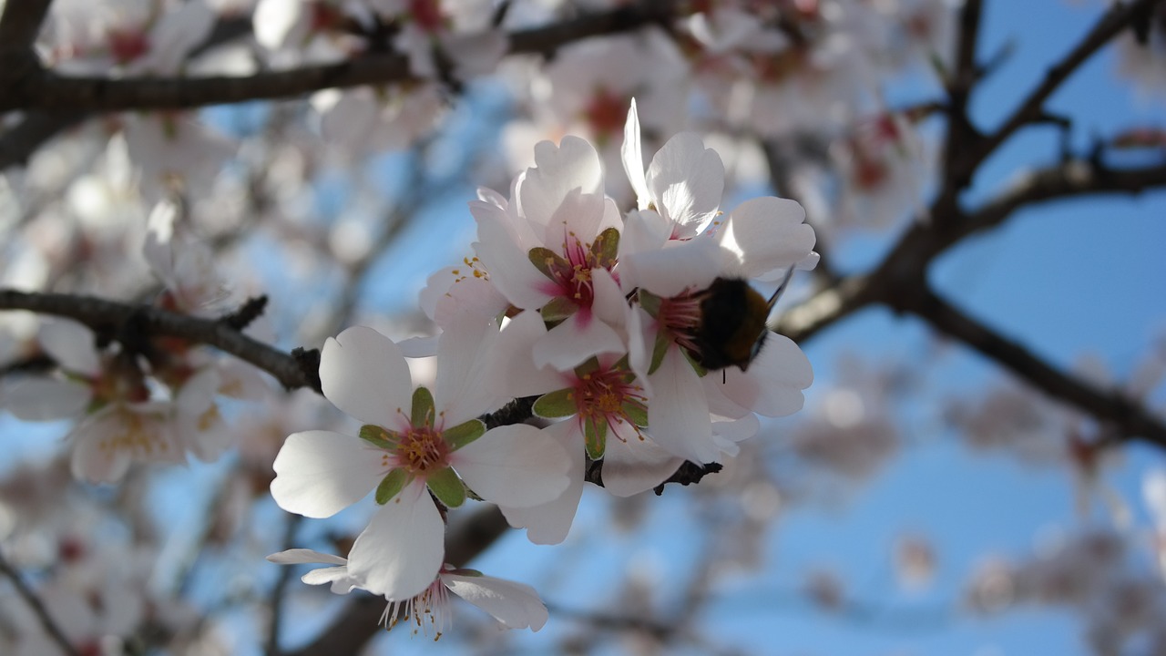Spring Colour Tree Color Trees Spring - Free photo on Pixabay - Pixabay