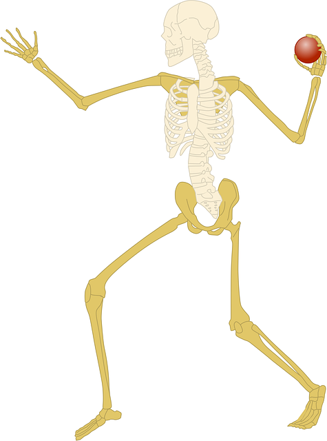 Free skeleton bones skull illustration