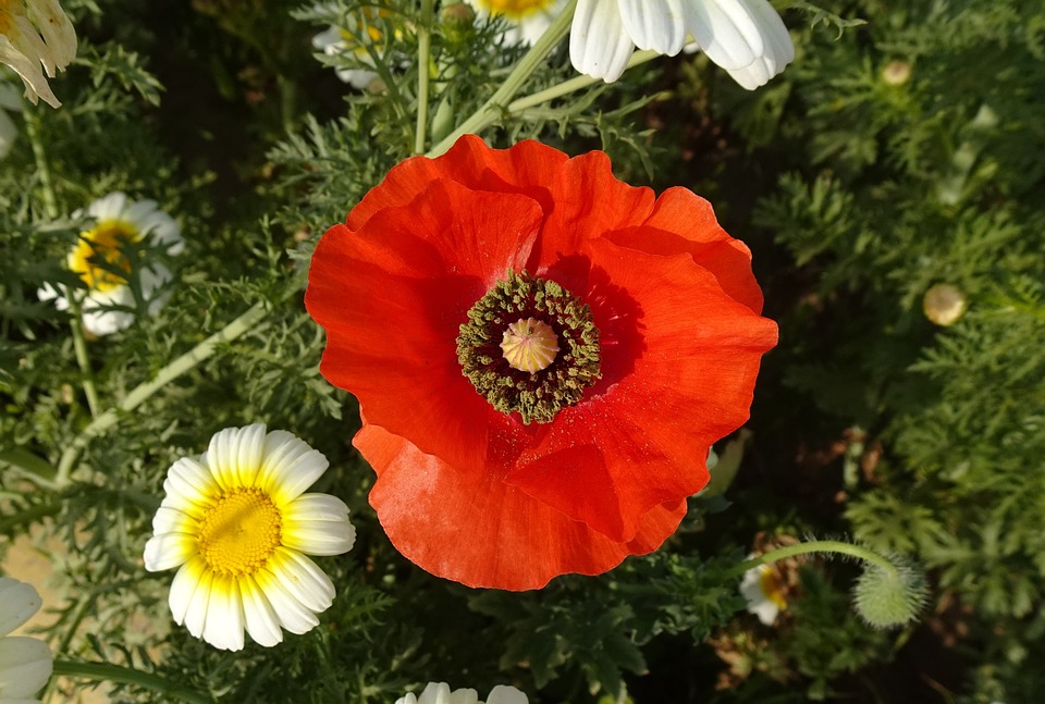 Papavero Fiore Papaver Orientale Foto Gratis Su Pixabay