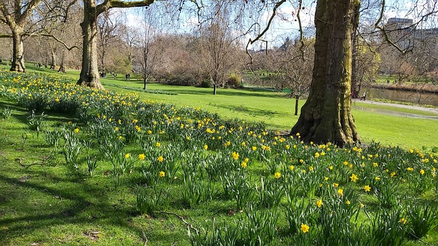 Londres, Parque, Narciso, Natureza