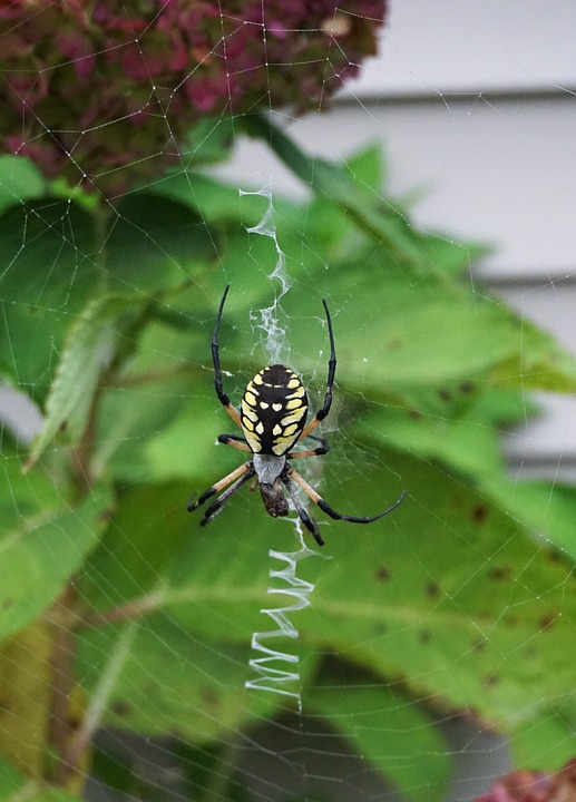 Spider Web Insect Green - Free photo on Pixabay
