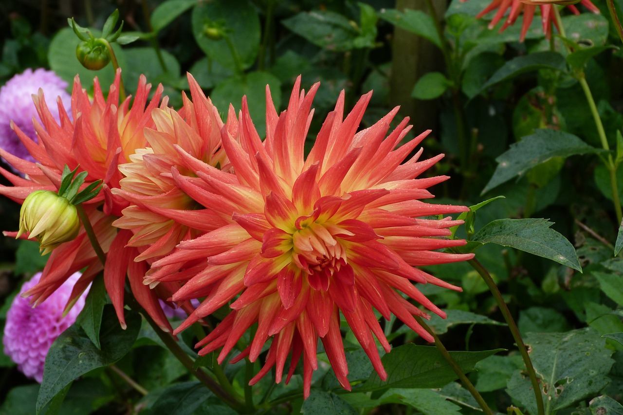 Dahlia - free online jigsaw puzzle photo