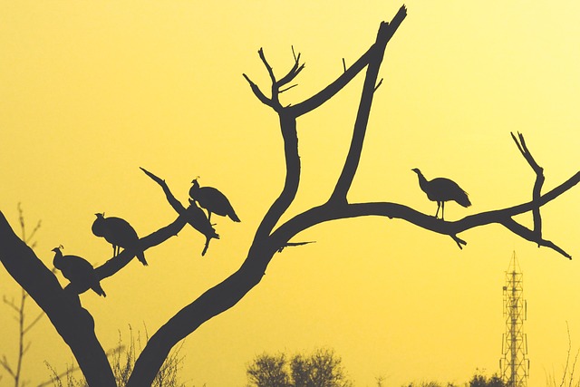 Free Peacocks Trees photo and picture