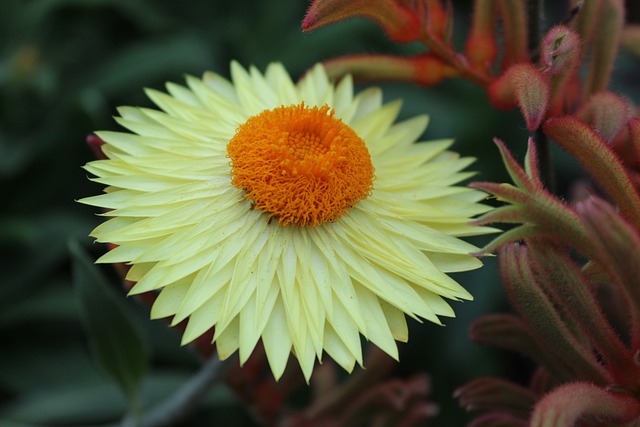 Natureza, Papel De Parede De Flores