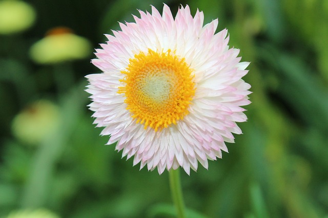 Natureza, Flor, Jardim, Florescer, Bloom