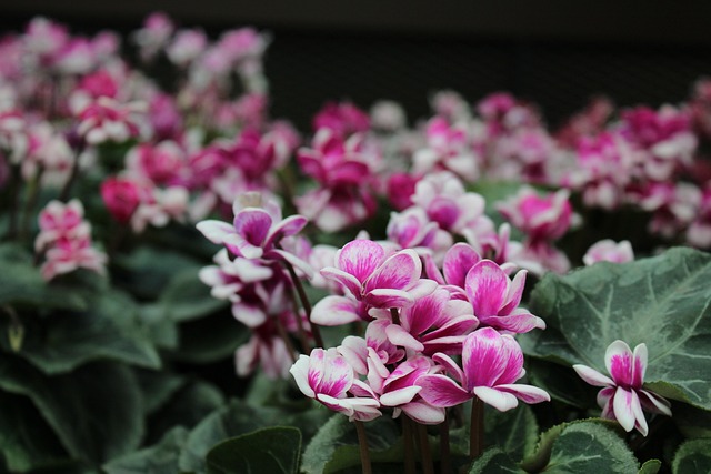 Natureza, Flor, Jardim, Fundo Flor