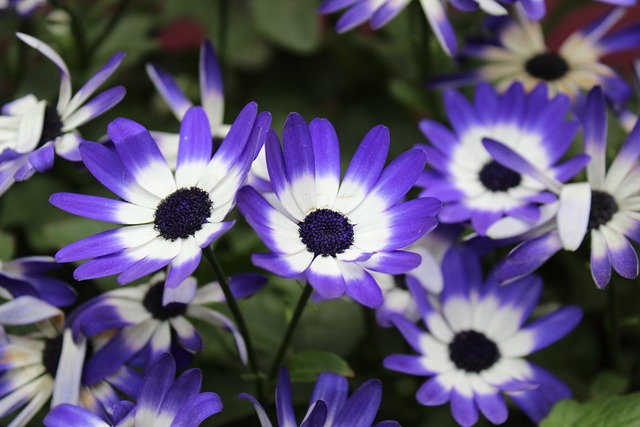 Natureza, Flor, Jardim, Florescer, Bloom