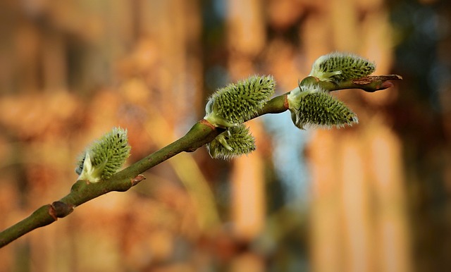 Free Base Spring photo and picture