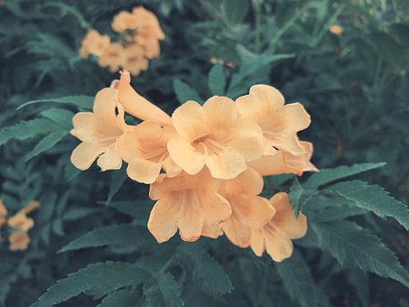 Free Flowers Green photo and picture