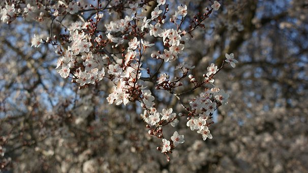 Free Sakura Cherry Blossom photo and picture