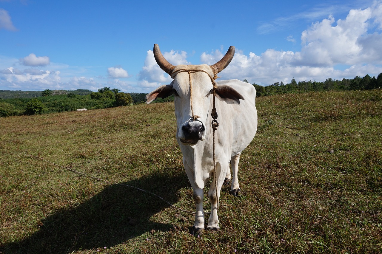 Buffalo - free online jigsaw puzzle photo