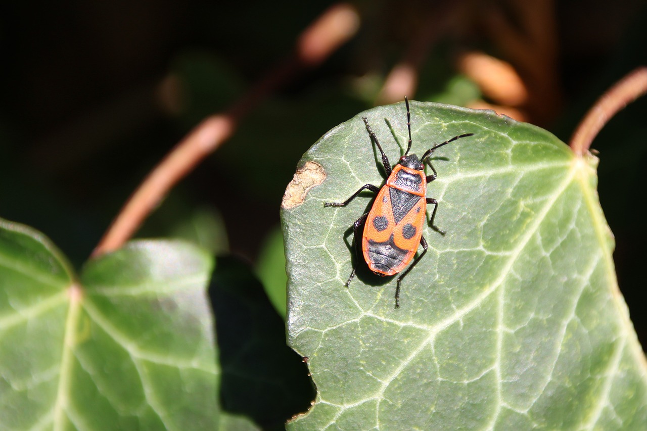 Escarabajo Insecto Insectos - Foto gratis en Pixabay - Pixabay