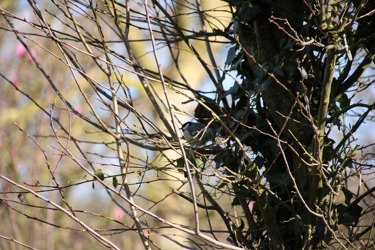 Bird Tree Nature - Free photo on Pixabay - Pixabay