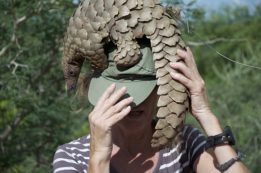 Pangolin, Namibie