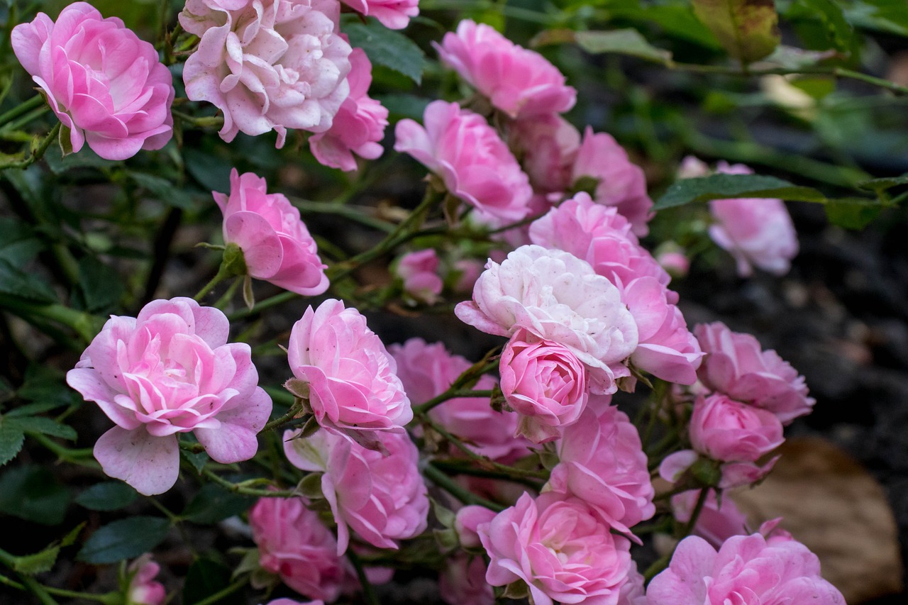 Roses Greens Flowers Free photo on Pixabay Pixabay