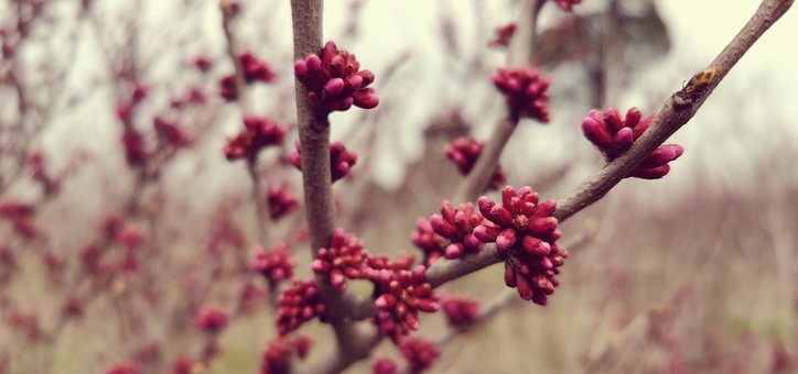 Free Spring Nature photo and picture