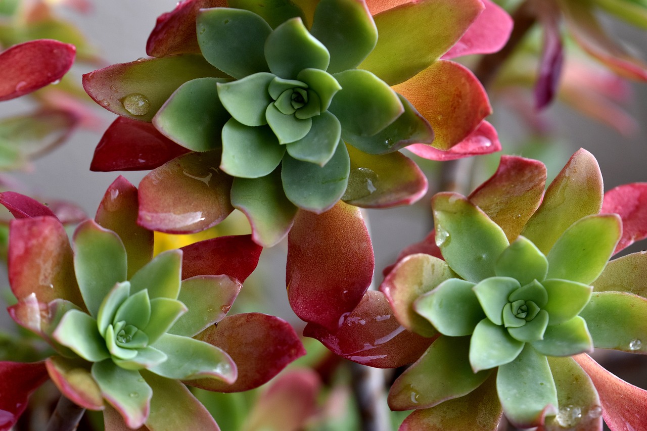 植物 多肉植物 カラフルです Pixabayの無料写真