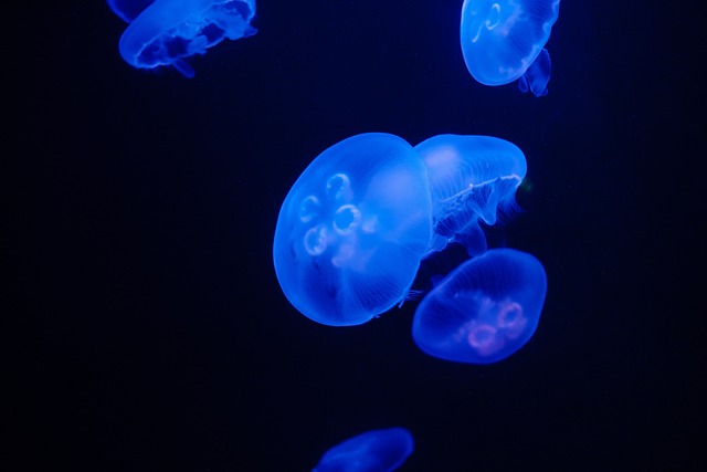 Free Oceanography Sea photo and picture
