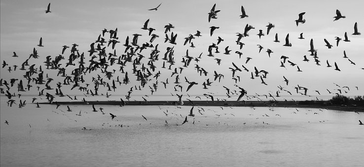Free Seagulls 4K Wallpaper 1920X1080 photo and picture