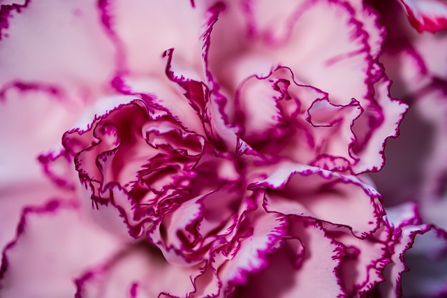 Flor, Fondo De La Flor