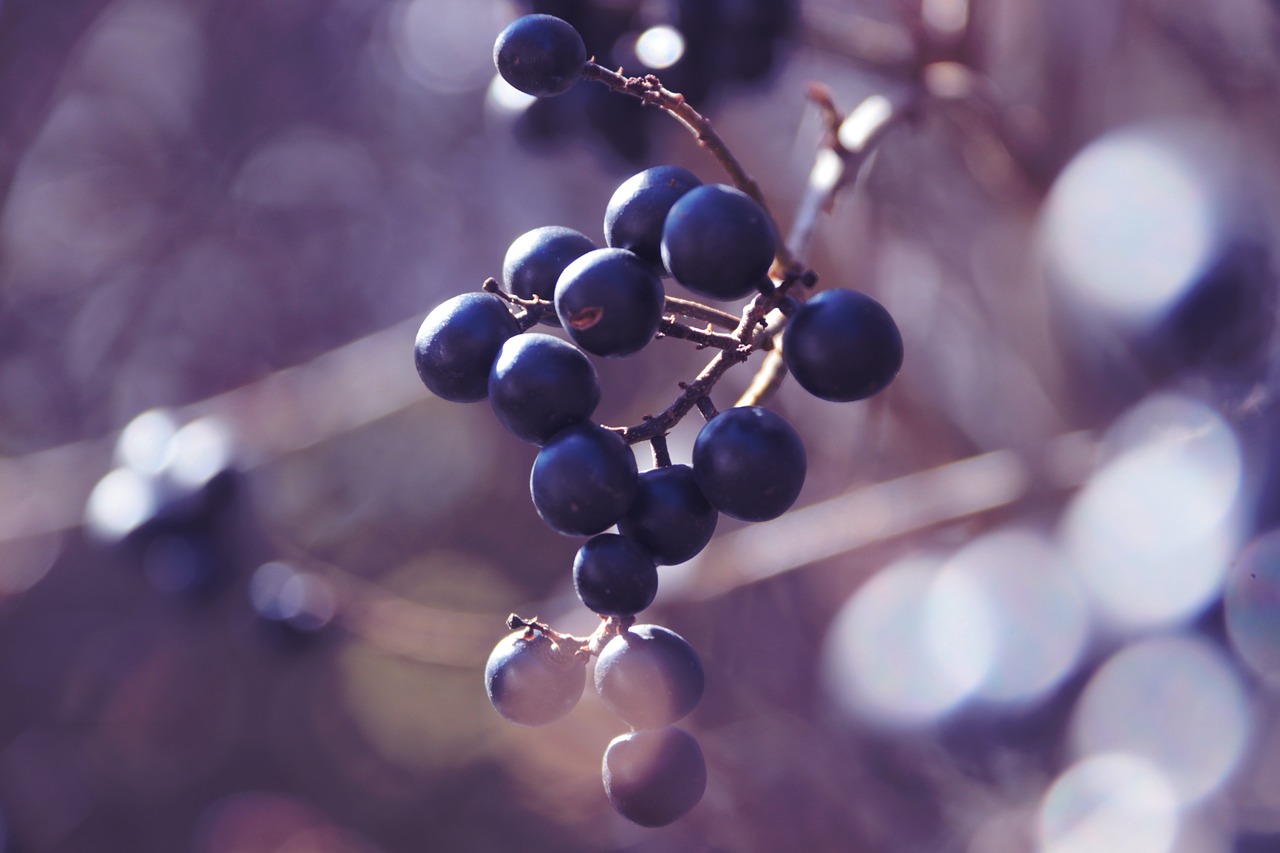 Ligusterbeeren Hecke Schwarze - Kostenloses Foto auf Pixabay