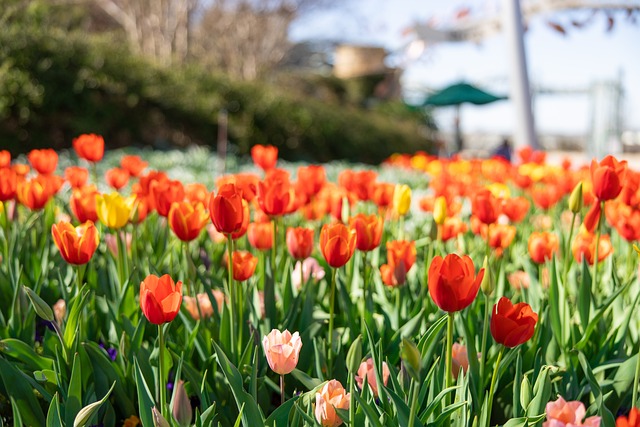 Tulipas, Flores, Jardins Botânicos
