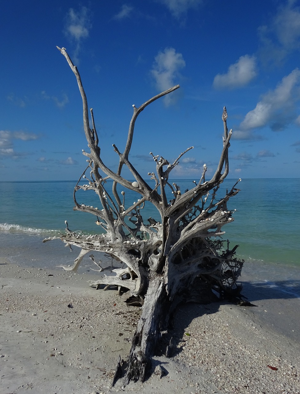 Driftwood Tree Trunk Florida Free photo on Pixabay Pixabay