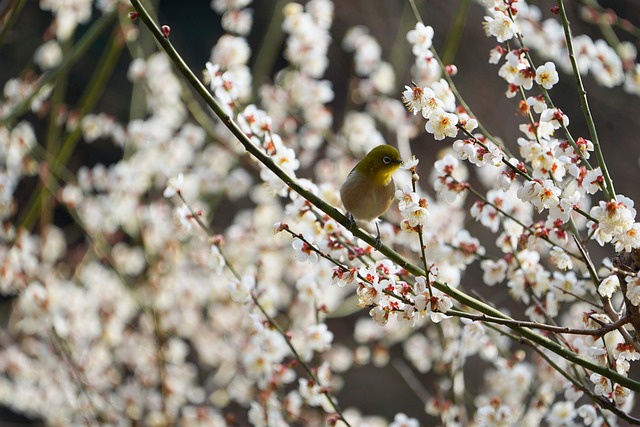 Free Plum Beautiful Flowers photo and picture