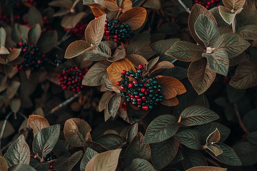 Beeren, Blätter, Natur, Früchte, Laub