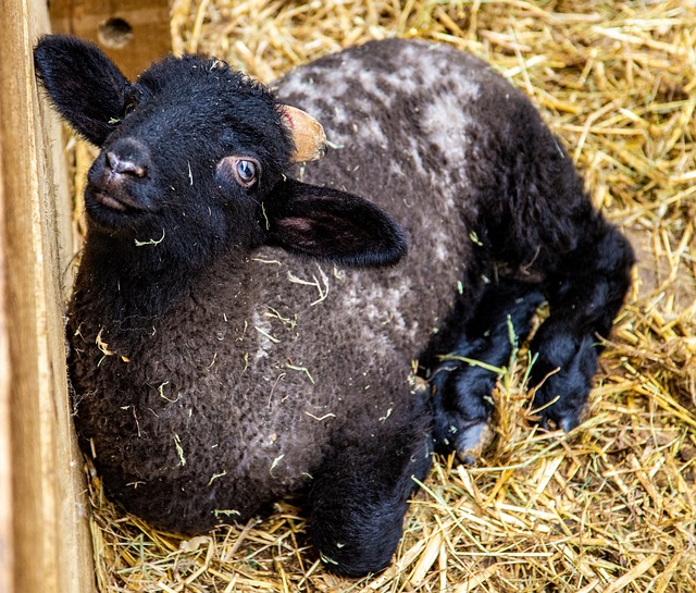 Free Lamb Spring photo and picture