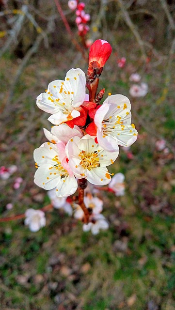 Free Flower A Tree photo and picture