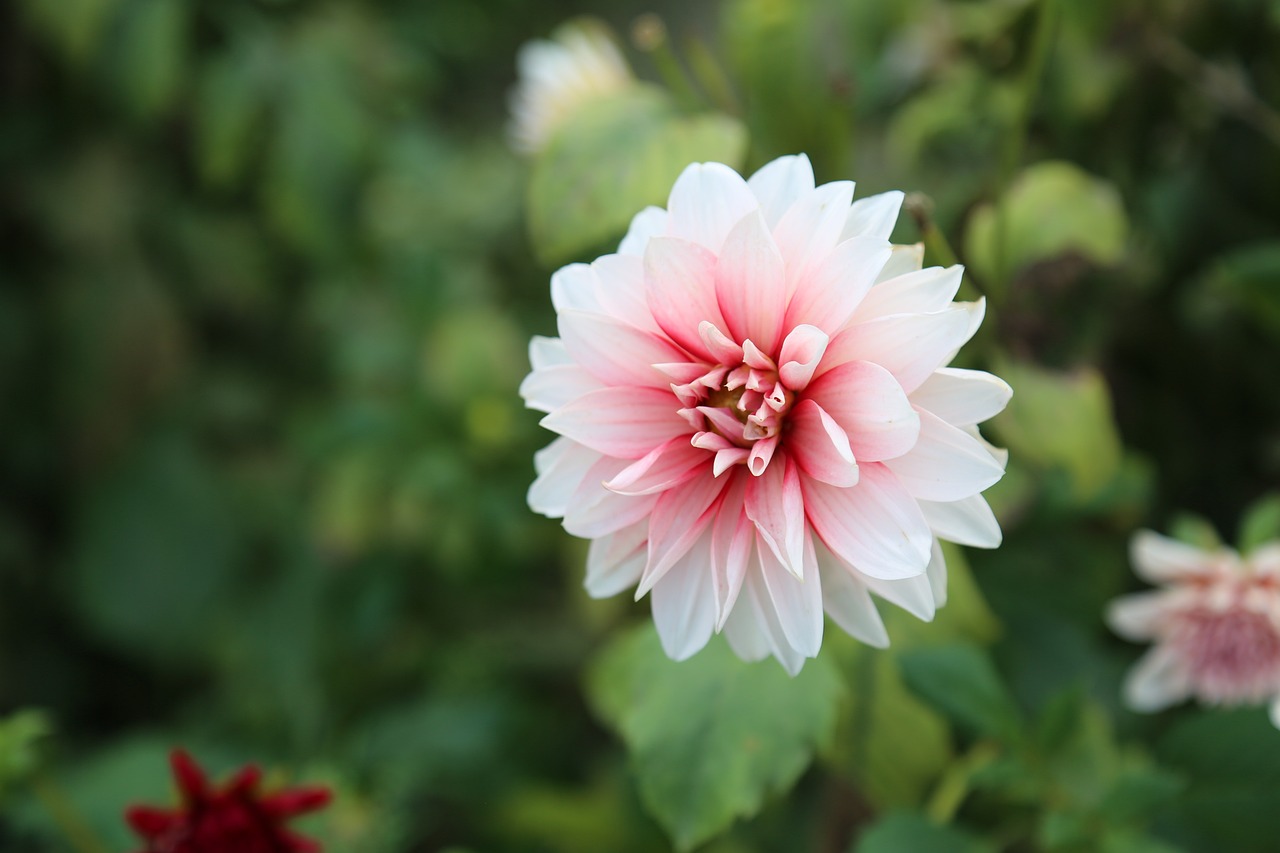 花 壁紙 自然 Pixabayの無料写真