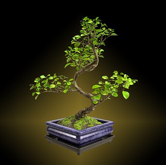 Baum, Natur, Bonsai, Blätter