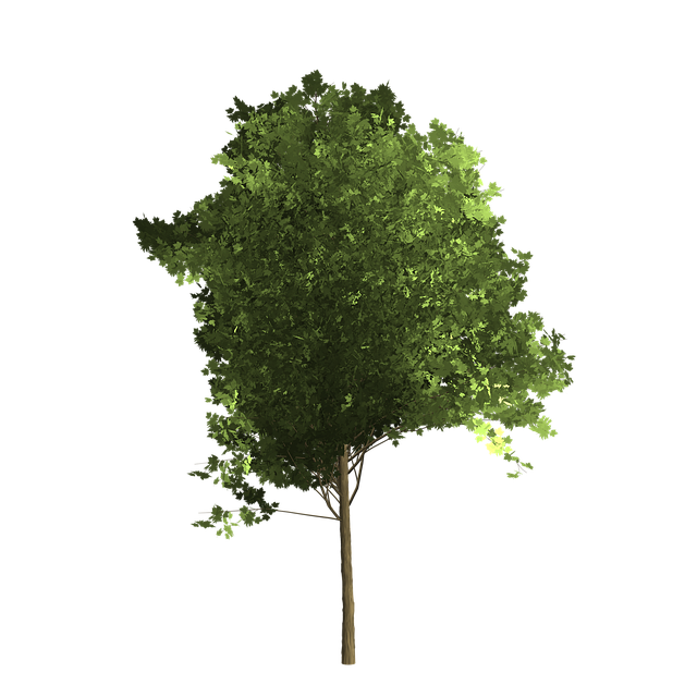 Free tree nature bush illustration